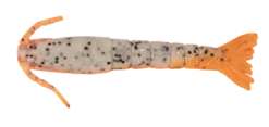 Berkley Gulp Shrimp 4 Inch Soft Plastic Lure -Best Fishing Store Berkley Gulp Shrimp Soft Plastic Orange Belly Shrimp