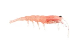 Pro Lure Prolure Clone Prawn Soft Plastic Lure 62mm